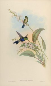 Thalurania eryphile = Thalurania furcata eriphile door John Gould